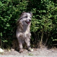Picture of pyrenean sheepdog sitting
