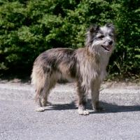 Picture of pyrenean sheepdog standing