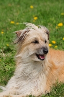 Picture of Pyrenean Sheepdog