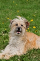 Picture of Pyrenean Sheepdog
