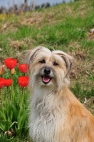 Picture of Pyrenean Sheepdog