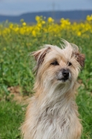 Picture of Pyrenean Sheepdog