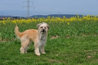 Picture of Pyrenean Sheepdog