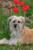 Picture of Pyrenean Sheepdog