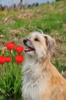 Picture of Pyrenean Sheepdog