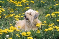 Picture of Pyrenean Sheepdog