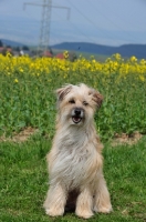 Picture of Pyrenean Sheepdog