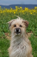 Picture of Pyrenean Sheepdog