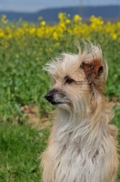 Picture of Pyrenean Sheepdog