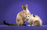 Picture of QGC Arohanui BC Smoke on the Water (Shorthair), 10 month old Seal Smoke Torti Point Shorthair LaPerm Female with her arm over 
RW, SGC Arohanui BC Tiponi (Longhair), 1 year 5 month Seal Silver Torbie Point and White LaPerm Female.
