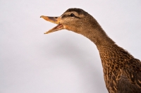 Picture of quacking Mallard Duck hen