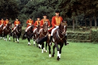 Picture of quadrille by hanoverian stallions at celle