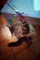 Picture of Quadzilla's Taiji reaching up to play with a toy, home environment