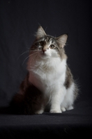 Picture of Quadzilla's Tendo Akane sitting in front of a black background, studio shot