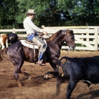 Picture of quarter horse and rider cutting cattle