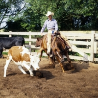 Picture of quarter horse and rider cutting cattle