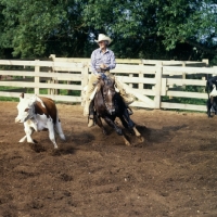 Picture of quarter horse and rider cutting cattle