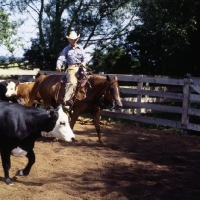 Picture of quarter horse and rider cutting cattle