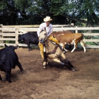 Picture of quarter horse and rider cutting cattle