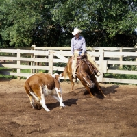 Picture of quarter horse and rider cutting cattle