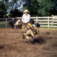 Picture of quarter horse and rider cutting cattle turning sharply, leaning