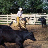 Picture of quarter horse and rider cutting cattle