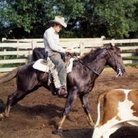 Picture of quarter horse and rider cutting cattle