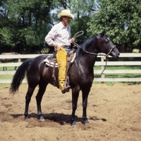 Picture of quarter horse and rider ready for cutting cattle