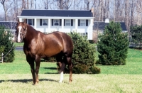 Picture of quarter horse at a ranch in the usa