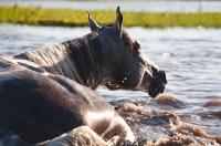 Picture of quarter horse bathing