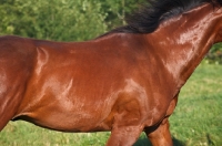Picture of Quarter horse cantering close up