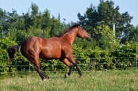 Picture of Quarter horse catering in field