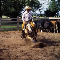 Picture of quarter horse comes to a halt while cutting cattle