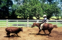 Picture of quarter horse, cowboy and calf
