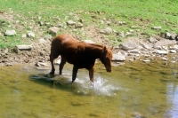 Picture of quarter horse crossing water