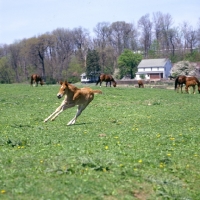 Picture of quarter horse foal cantering and turning like a cutting horse, in usa