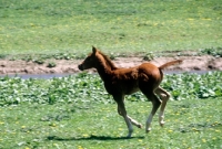 Picture of quarter horse foal cantering