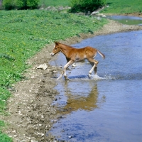 Picture of quarter horse foal in usa crossing a pond