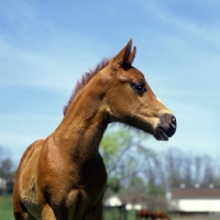 Picture of quarter horse foal in usa head study