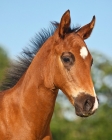 Picture of quarter horse foal, portrait