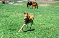 Picture of quarter horse foal running