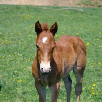 Picture of quarter horse foal showing muscles