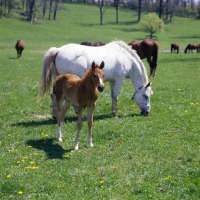 Picture of quarter horse foal with mare and herd in usa