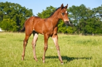 Picture of quarter horse foal