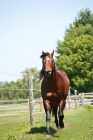 Picture of quarter horse front view