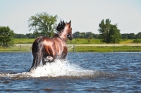 Picture of quarter horse going through water