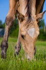 Picture of quarter horse grazing
