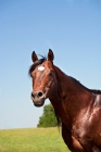 Picture of quarter horse in field, blue sky
