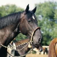Picture of quarter horse in head collar