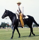 Picture of quarter horse in parade of rare breeds at windsor show uk.
